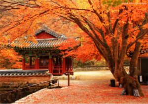 Khám Phá Hàn Quốc Theo Tour: Lưu Ý Quan Trọng Để Có Chuyến Du Lịch Trọn Vẹn